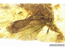 Rare Scorpionfly Mecoptera Bittacidae and More. Fossil insect in BALTIC AMBER #6340