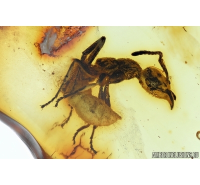 Very Rare Big Ant Formicidae Prionomyrmecinae Prionomyrmex. Fossil insect in Baltic amber #6348