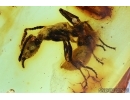 Very Rare Big Ant Formicidae Prionomyrmecinae Prionomyrmex. Fossil insect in Baltic amber #6348