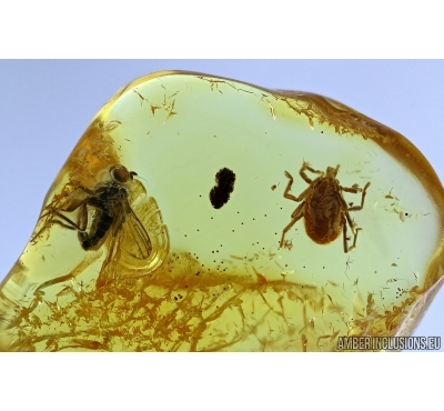 Nice Mite Trombidioidea and long-legged Fly Dolichopodidae . Fossil insects in Baltic Amber #6353