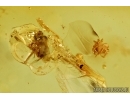 Nice Leaf, Spider, Ant and Fly.  Fossil inclusions in Baltic amber #6358