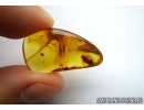 BUD, WINGED PLANTHOPPER and MORE . Fossil inclusions in Baltic amber #6359