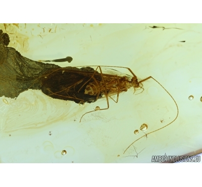 Trichoptera, Rare Caddisfly. Fossil insect in Baltic amber #6360