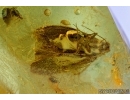 Lepidoptera, Moth. Fossil insect in Baltic amber #6363