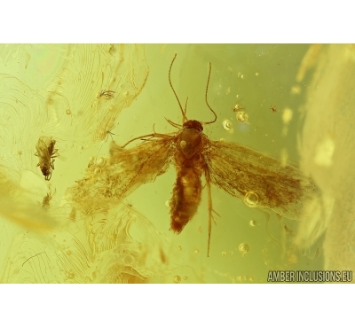 Lepidoptera, Moth. Fossil insect in Baltic amber #6364