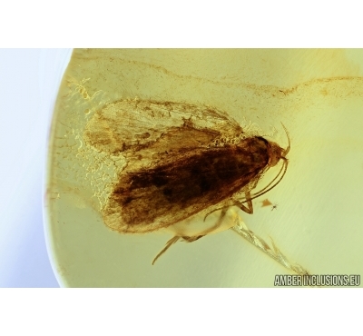 Lepidoptera, Moth. Fossil insect in Baltic amber #6365