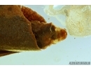Lepidoptera, Big 14mm Caterpillar case. Fossil inclusion in Ukrainian, Rovno amber #6367