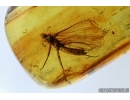 Big 12mm! Stonefly, Plecoptera. Fossil insect in Baltic amber #6368