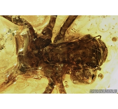 EXTREMELY RARE, BIG ODONATA, DRAGONFLY AQUATIC LARVA. Fossil insect in Baltic amber #6371