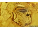 Gigant 45mm! Stonefly, Plecoptera, probably Perlidae. Fossil insect in Baltic amber #6379