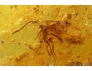 Gigant 45mm! Stonefly, Plecoptera, probably Perlidae. Fossil insect in Baltic amber #6379