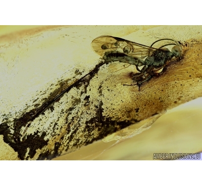 Rare Ichneumon wasp,  Ichneumonidae. Fossil insect in Baltic amber #6380