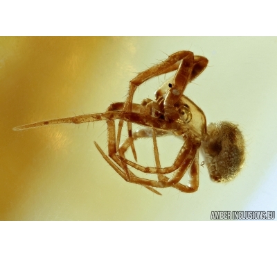 Very nice Spider with running drop of water and Ant. Baltic amber #6389