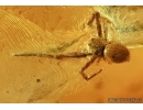  Unique Superb Crab Spider, Thomisiraptor! Fossil inclusion in Ukrainian Rovno amber #6390R