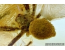  Unique Superb Crab Spider, Thomisiraptor! Fossil inclusion in Ukrainian Rovno amber #6390R