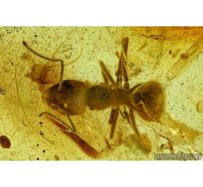 Rare, Big Ant, Hymenoptera. Fossil insect in Baltic amber #6391