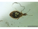 RARE LACE BUG, TINGIDAE. Fossil inclusion in BALTIC AMBER #6392