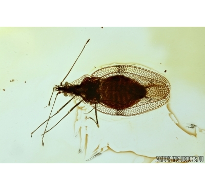 RARE LACE BUG, TINGIDAE. Fossil inclusion in BALTIC AMBER #6393