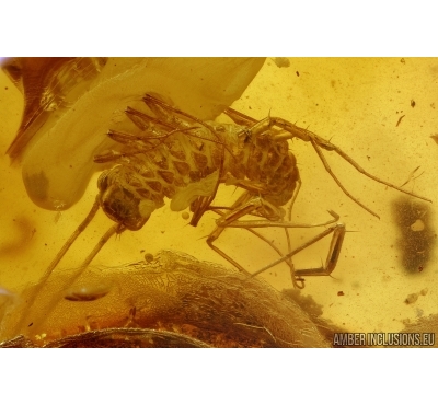 Rare House Centipede , Scutigeridae and Big Plant. Fossil inclusions in Baltic amber #6394