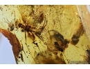 RARE EARWIG DERMAPTERA, BEETLE and MORE. Fossil inclusions in BALTIC AMBER #6396