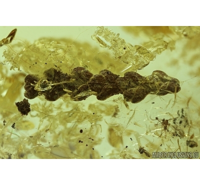NICE THUJA, PLANT and ANT, HYMENOPTERA. Fossil inclusions in Ukrainian, Rovno amber #6398
