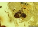 NICE THUJA, PLANT and ANT, HYMENOPTERA. Fossil inclusions in Ukrainian, Rovno amber #6398