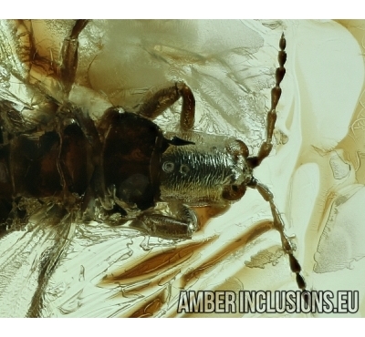 THYSANOPTERA, Phlaeothripidae, THRIPS. Fossil insect in Baltic amber #6402