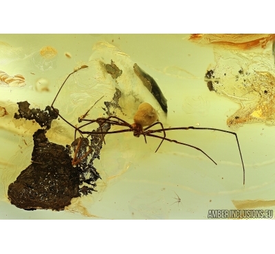 Nice Spider, Araneae. Fossil inclusion in Ukrainian, Rovno amber #6404