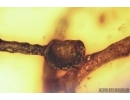 Rare lichen. Fossil inclusion in Baltic amber #6409