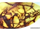 Rare lichen. Fossil inclusion in Baltic amber #6409