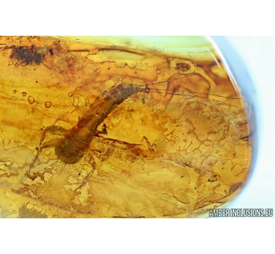 RARE AQUATIC MAYFLY NYMPH, EPHEMEROPTERA. Fossil insect in Baltic amber #6412