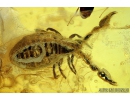 PSEUDOSCORPION, ANT and MORE. Fossil inclusions in Baltic amber #6414