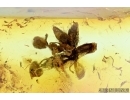 NICE, SMALL OAK FLOWER, Plant in Baltic amber #6416