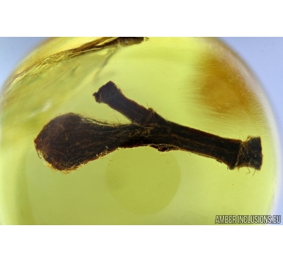 FLOWER, PLANT. Fossil inclusion in Baltic amber bead #6417