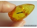 FLOWER, PLANT. Fossil inclusion in Baltic amber #6418