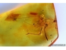 SUPERB CRICKET, ORTHOPTERA. Fossil insect in Baltic amber #6420