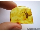SUPERB CRICKET, ORTHOPTERA. Fossil insect in Baltic amber #6420