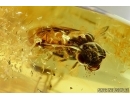 Superb, Extremely Rare Conifer-Feeding Sawfly, DIPRIONIDAE. Fossil insect in Baltic amber #6423