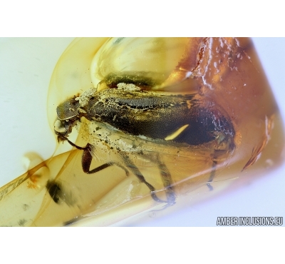Scirtidae, Marsh beetle. Fossil insect in Baltic amber #6432
