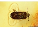 Mycetophagidae, Crowsonium, Hairy fungus beetle. Fossil insect in Baltic amber #6434