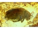 Coleoptera, Beetle, Probably Scirtidae. Fossil insects in Baltic amber #6435