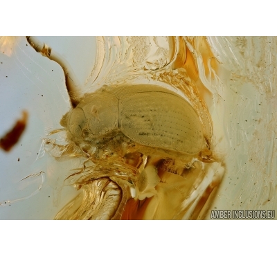Chrysomelidae, Galerucinae, Flea Beetle. Fossil insect in baltic amber #6436