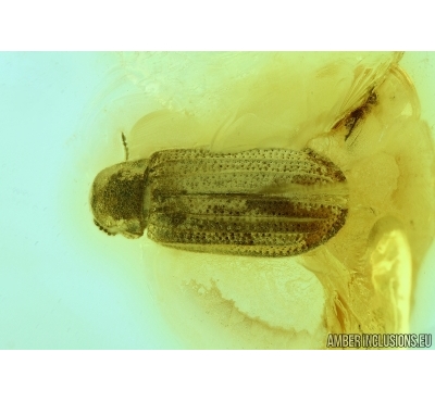 Soft winged Flower Beetle, Melyridae, Melyrinae. Fossil insect in Baltic amber #6437