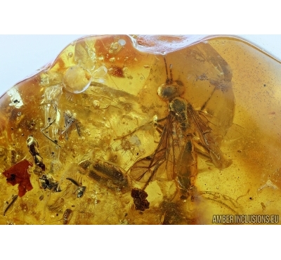 Bark-Gnawing Beetle Trogossitidae, Promanodes, Ichneumonidae Wasp and More. Fossil insects in Baltic amber #6439