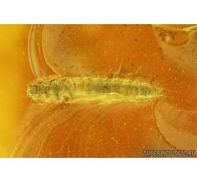 Beetle larva, probably Tenebrionoidea.  Fossil insect in Baltic amber #6444