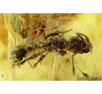 Rare Ant, Hymenoptera and Caddisfly. Fossil insect in Baltic amber #6447