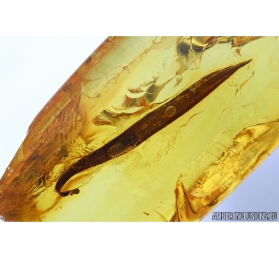 Long 11mm Leaf. Fossil inclusion in Baltic amber #6448