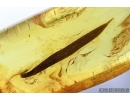 Long 11mm Leaf. Fossil inclusion in Baltic amber #6448
