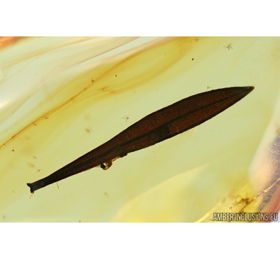 Long Leaf. Fossil inclusion in Baltic amber #6449