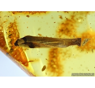 Nice Leaf. Fossil inclusion in Baltic amber #6450
